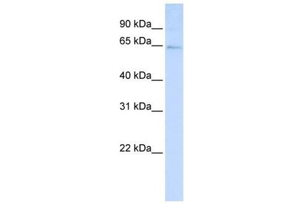 LRFN3 antibody  (C-Term)