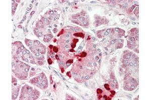 Anti-CS1 / CLSTN1 antibody IHC staining of human pancreas. (Calsyntenin 1 antibody  (AA 35-84))