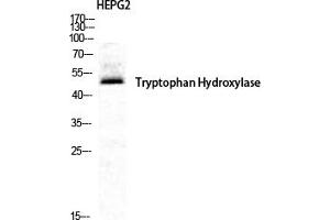 Western Blot analysis of HepG2 cells using TPH1 Polyclonal Antibody diluted at 1:500. (Tryptophan Hydroxylase 1 antibody)