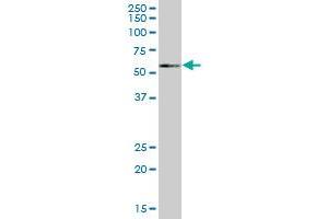 NEK3 MaxPab polyclonal antibody. (NEK3 antibody  (AA 1-506))