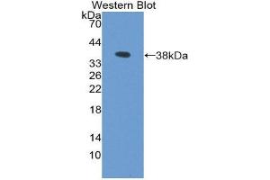 Western Blotting (WB) image for anti-Lactate Dehydrogenase B (LDHB) (AA 1-334) antibody (ABIN2116706) (LDHB antibody  (AA 1-334))