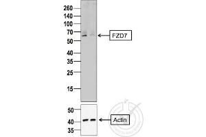 Western Blotting (WB) image for anti-Frizzled Family Receptor 7 (FZD7) (AA 501-574) antibody (ABIN710051)