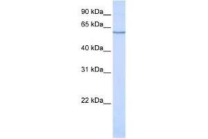 WB Suggested Anti-SLC1A1 Antibody Titration:  0. (SLC1A1 antibody  (N-Term))