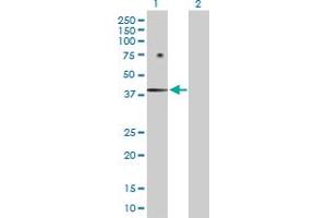 Western Blot analysis of FOSB expression in transfected 293T cell line by FOSB MaxPab polyclonal antibody. (FOSB antibody  (AA 1-289))