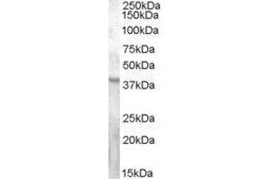 Western Blotting (WB) image for G Protein-Coupled Receptor 119 (GPR119) peptide (ABIN370440) (G Protein-Coupled Receptor 119 (GPR119) Peptide)