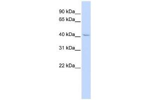 ZNF174 antibody used at 0. (ZNF174 antibody  (Middle Region))