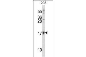 Western blot analysis in 293 cell line lysates (35ug/lane). (ISG15 antibody  (N-Term))