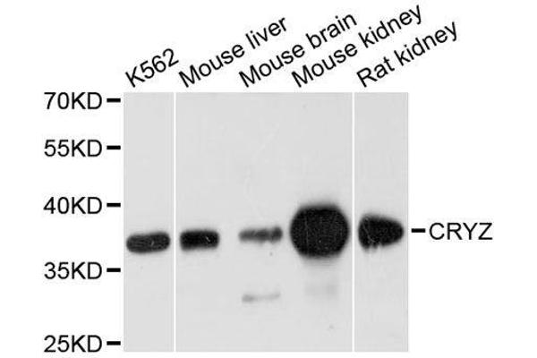 CRYZ antibody  (AA 1-329)