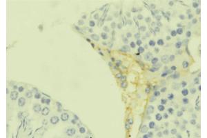 ABIN6273658 at 1/100 staining Mouse testis tissue by IHC-P. (IL-25 antibody  (Internal Region))
