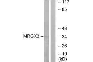 Western blot analysis of extracts from K562 cells, using MRGX3 antibody. (MRGPRX3 antibody  (Internal Region))