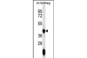 GTPBP10 Antibody (C-term) (ABIN656643 and ABIN2845886) western blot analysis in mouse kidney tissue lysates (35 μg/lane). (GTPBP10 antibody  (C-Term))