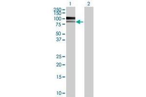 Lane 1: MAG transfected lysate ( 68. (MAG 293T Cell Transient Overexpression Lysate(Denatured))