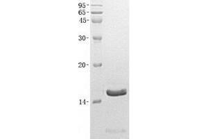 Validation with Western Blot (NPPB Protein)