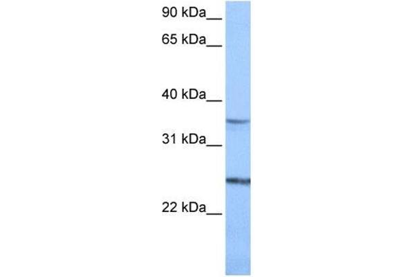 PIGF antibody  (N-Term)