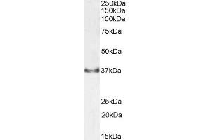 Western Blotting (WB) image for anti-Glyceraldehyde-3-Phosphate Dehydrogenase (GAPDH) (C-Term) antibody (ABIN185240)