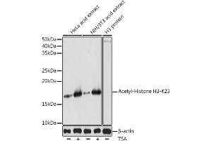 Western blot analysis of extracts of various cell lines, using Acetyl-Histone H3-K23 antibody (ABIN7267669) at 1:500 dilution. (Histone 3 antibody  (H3K23))