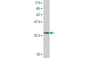 Western Blot detection against Immunogen (36. (Somatostatin antibody  (AA 26-116))