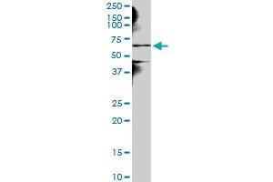 NEK3 MaxPab polyclonal antibody. (NEK3 antibody  (AA 1-506))