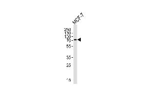 Western blot analysis of lysate from MCF-7 cell line, using KLC2 Antibody at 1:1000 at each lane. (KLC2 antibody  (N-Term))