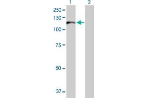 Western Blot analysis of PCDHA6 expression in transfected 293T cell line by PCDHA6 MaxPab polyclonal antibody. (PCDHA6 antibody  (AA 1-950))