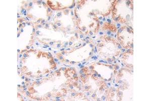 Used in DAB staining on fromalin fixed paraffin- embedded kidney tissue (ARSF antibody  (AA 23-300))