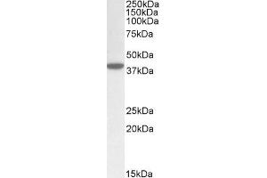 ABIN571008 (0. (ERLIN1 antibody  (C-Term))