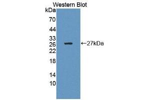 Figure. (CHP antibody  (AA 2-195))