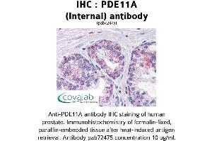 Image no. 1 for anti-phosphodiesterase 11A (PDE11A) (Internal Region) antibody (ABIN1737909) (PDE11A antibody  (Internal Region))