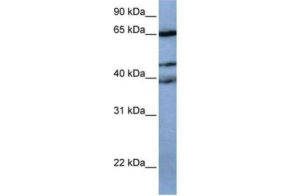 ZNF681 antibody  (N-Term)