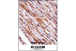 NR1D2 Antibody immunohistochemistry analysis in formalin fixed and paraffin embedded human heart tissue followed by peroxidase conjugation of the secondary antibody and DAB staining. (NR1D2 antibody  (AA 266-294))