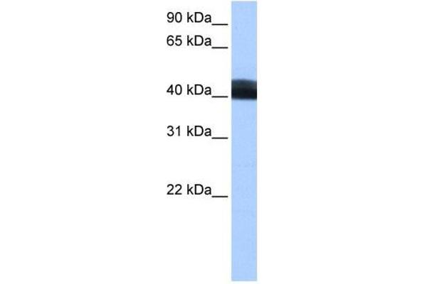 LRRC17 antibody  (Middle Region)