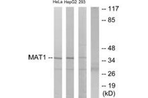 Western Blotting (WB) image for anti-Menage A Trois Homolog 1, Cyclin H Assembly Factor (Xenopus Laevis) (MNAT1) (AA 91-140) antibody (ABIN2889504) (MNAT1 antibody  (AA 91-140))