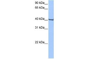 GBX1 antibody used at 0. (GBX1 抗体  (Middle Region))