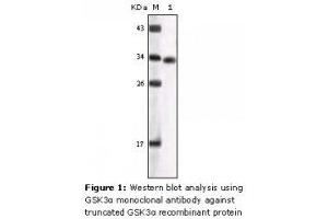 Image no. 2 for anti-Glycogen Synthase Kinase 3 alpha (GSK3a) antibody (ABIN207638) (GSK3 alpha antibody)