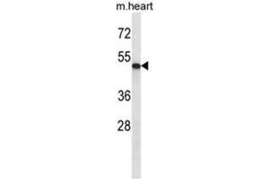 ABI2 Antibody (N-term) western blot analysis in mouse heart tissue lysates (35 µg/lane). (ABI2 antibody  (N-Term))