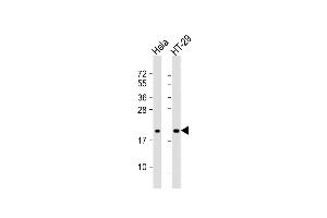 All lanes : Anti-FRIH Antibody (C-term) at 1:1000 dilution Lane 1: Hela whole cell lysate Lane 2: HT-29 whole cell lysate Lysates/proteins at 20 μg per lane. (FRIH antibody  (C-Term))