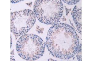 IHC-P analysis of Mouse Testis Tissue, with DAB staining. (Oncostatin M antibody  (AA 116-205))