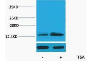 Western Blotting (WB) image for anti-Histone H2B (acLys15) antibody (ABIN3178827) (Histone H2B antibody  (acLys15))