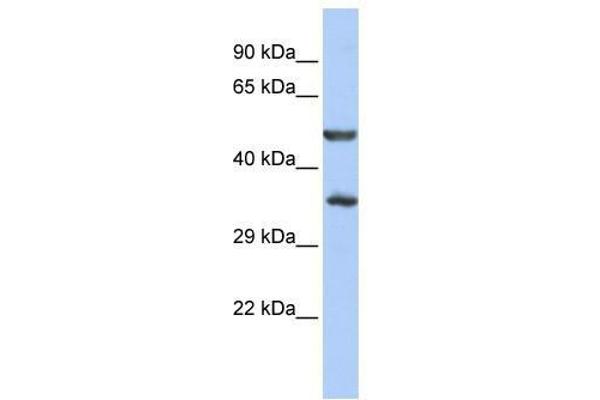 ZNF414 antibody  (N-Term)