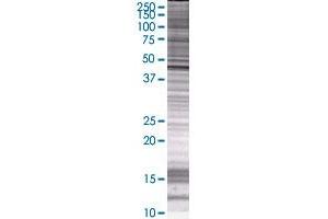 Western Blotting (WB) image for TDO2 293T Cell Transient Overexpression Lysate(Denatured) (ABIN1333687)