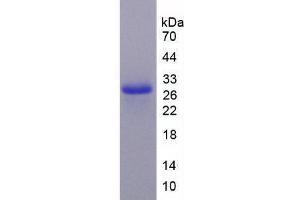 SDS-PAGE analysis of Mouse Caspase 9 Protein. (Caspase 9 Protein)