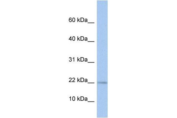 MPV17L antibody  (N-Term)