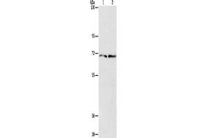 Western Blotting (WB) image for anti-Intraflagellar Transport Protein 74 Homolog (IFT74) antibody (ABIN2434482) (IFT74 antibody)