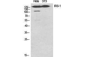 Western Blot analysis of Hela (1), 3T3 (2), diluted at 1:1000. (IRS1 antibody)