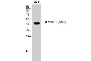 Western Blotting (WB) image for anti-Mitogen-Activated Protein Kinase Kinase 1 (MAP2K1) (pThr292) antibody (ABIN6288173) (MEK1 antibody  (pThr292))