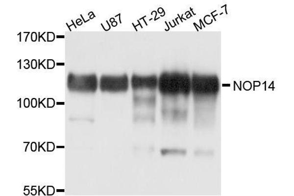 Nop14 Antikörper  (AA 1-240)