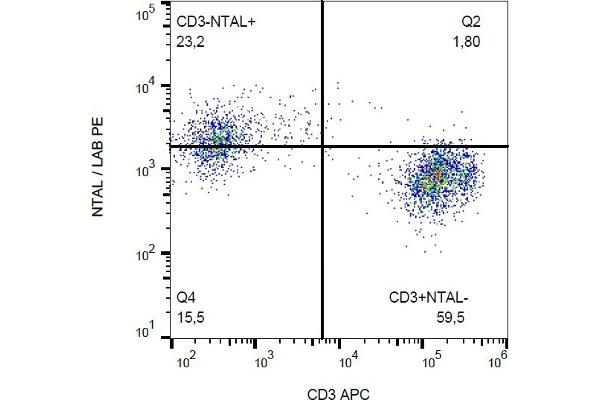 LAT2 antibody  (Cytoplasmic Domain) (PE)