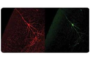 The same murine cortical neuron visualized using our Chicken anti-GFP antibody (left, in red) and visualized using GFP autofluorescence (right, in green). (GFP antibody)