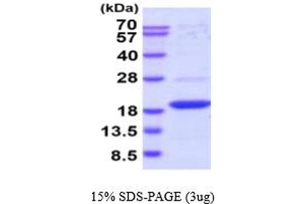 DUSP23 Protein (AA 1-150) (His tag)