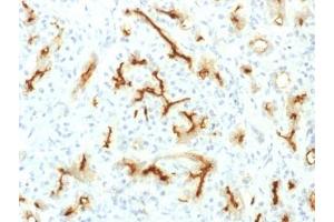 IHC testing of FFPE human pancreas with recombinant CFTR antibody (clone CFTR/1775R). (Recombinant CFTR / Cystic Fibrosis Transmembrane Regulator (AA 258-385) antibody)